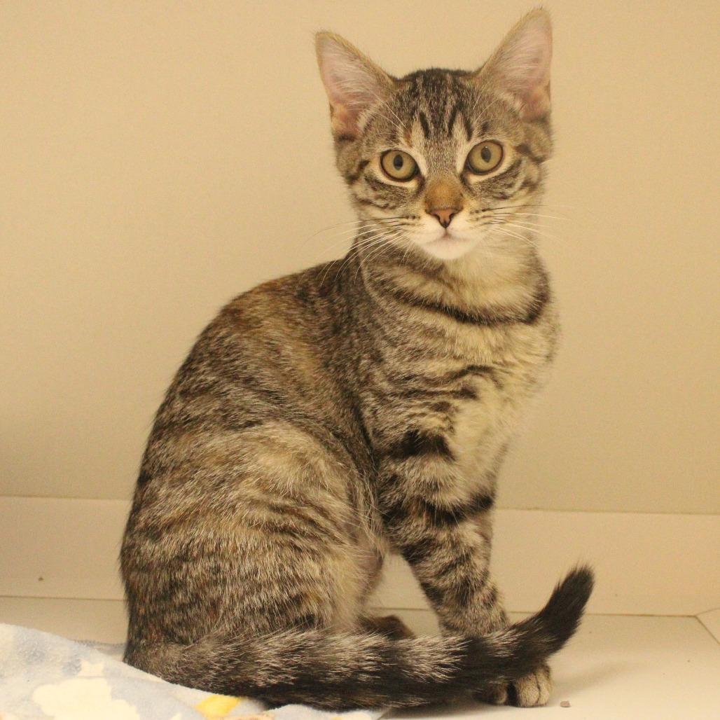 Billie, Adoptable, Kitten Female Domestic Short Hair.