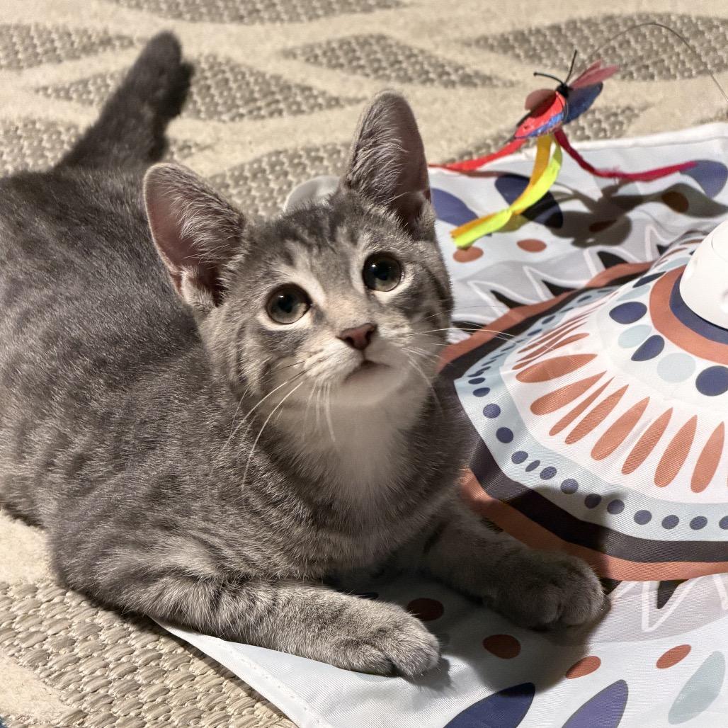 Sargeant David Gabriel, Adoptable, Kitten Male Domestic Short Hair.