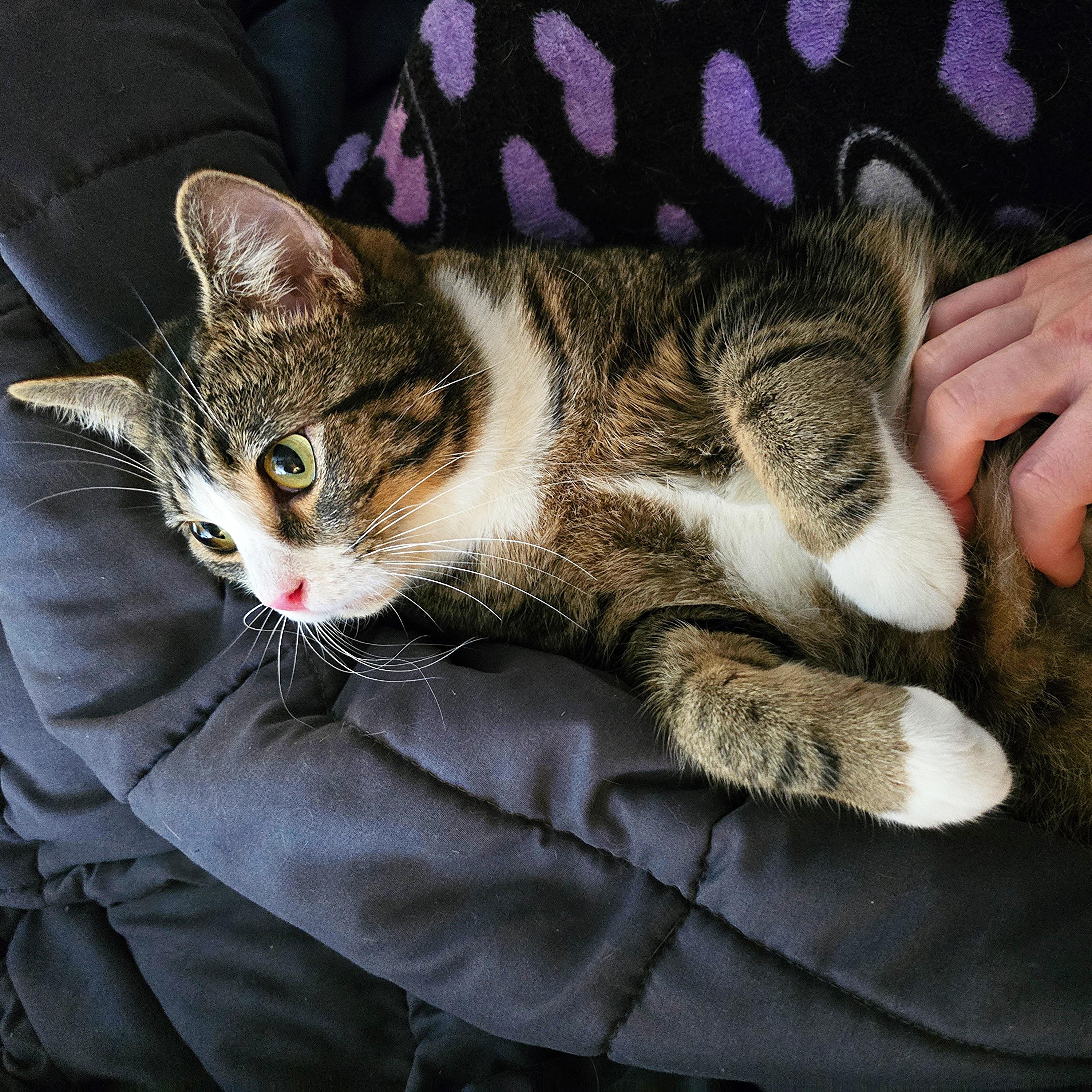 Enlarge Michael, a Adopted Domestic Short Hair in Sammamish, WA image 2/3