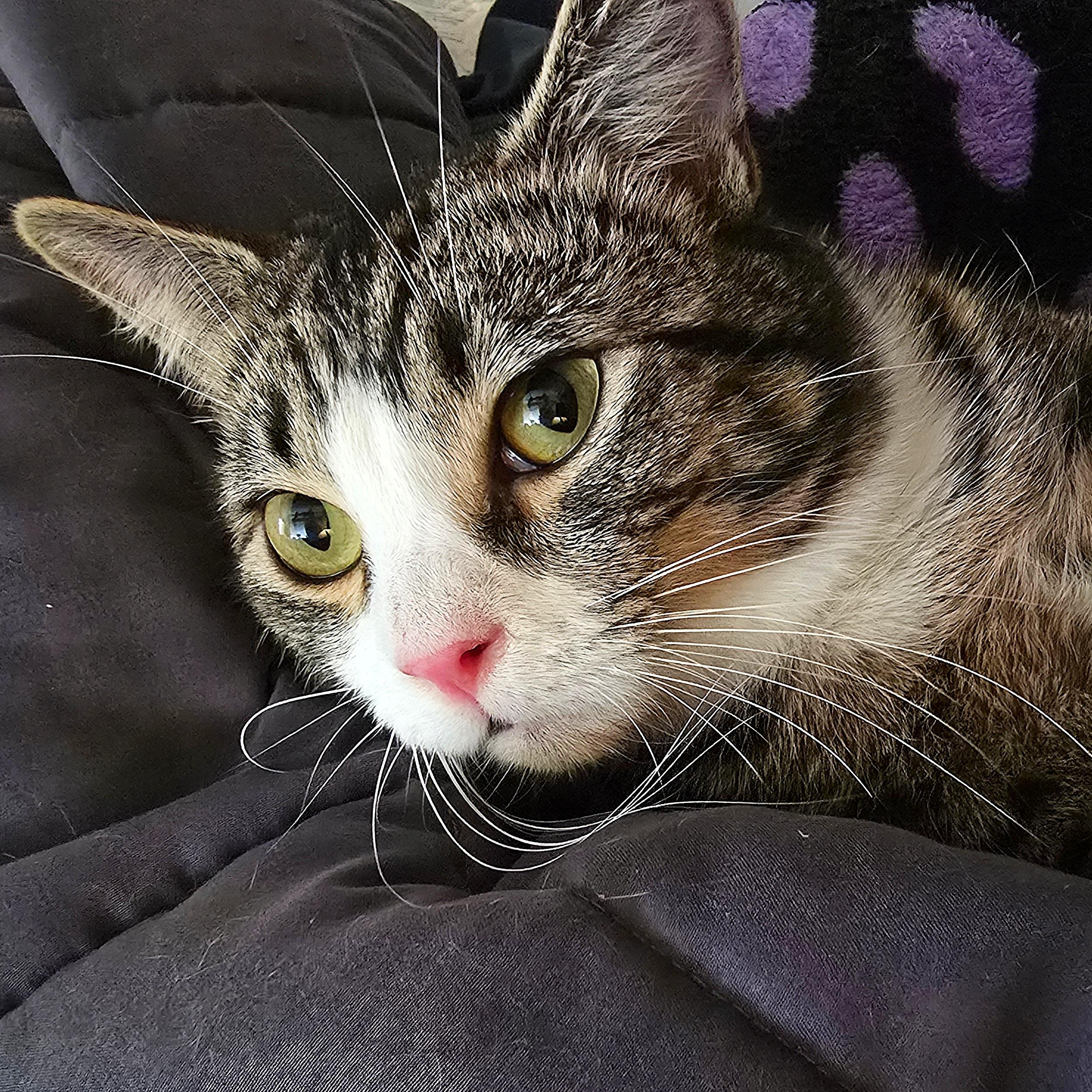 Enlarge Michael, a Adopted Domestic Short Hair in Sammamish, WA image 1/3