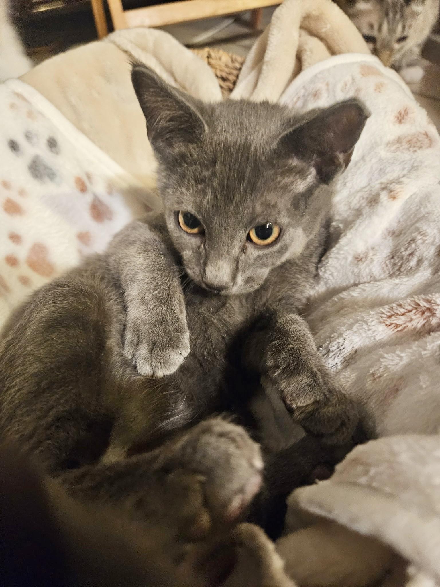 Enlarge Guppy, a ADOPTABLE mixed breed in Mesa, AZ image 2/4