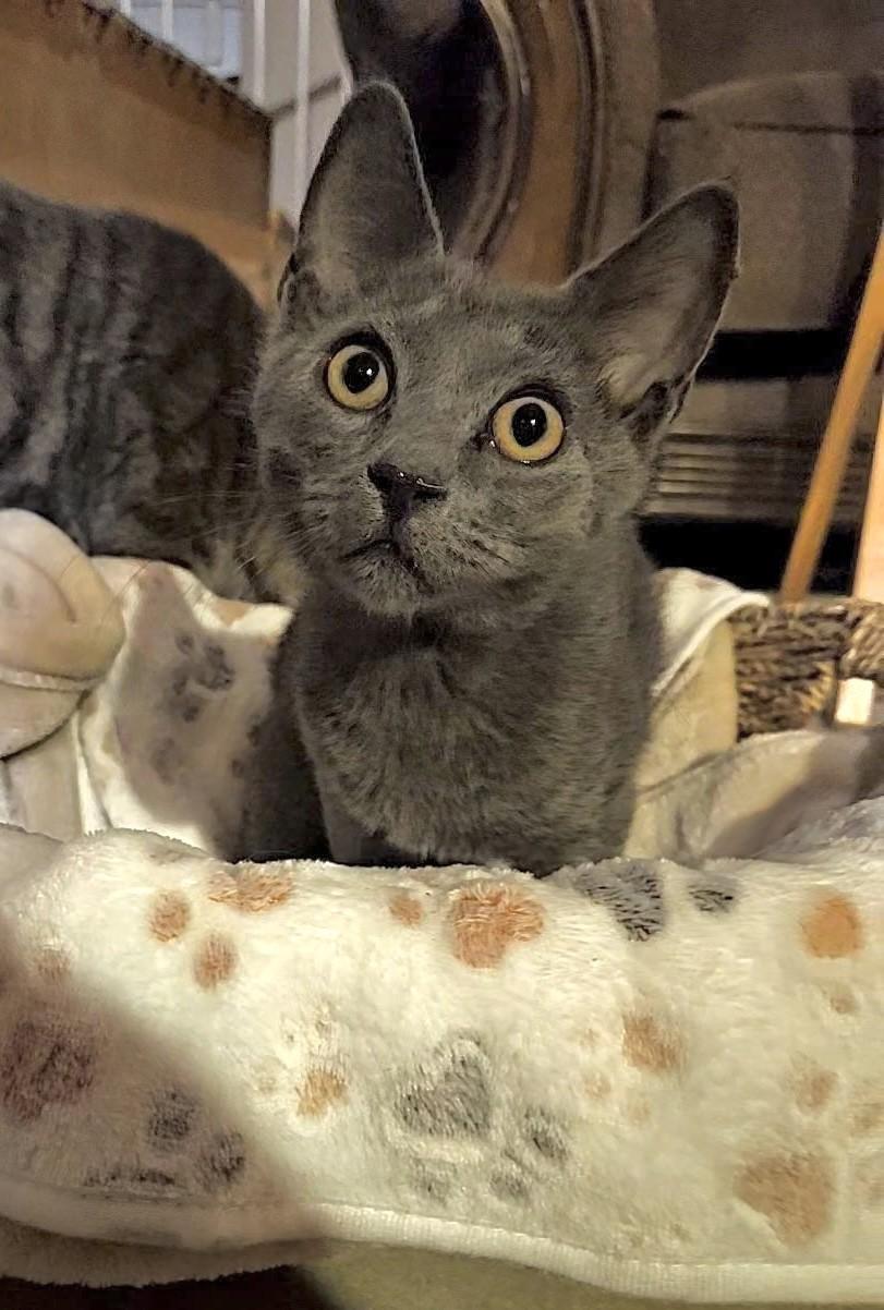 Enlarge Guppy, a ADOPTABLE mixed breed in Mesa, AZ image 1/4
