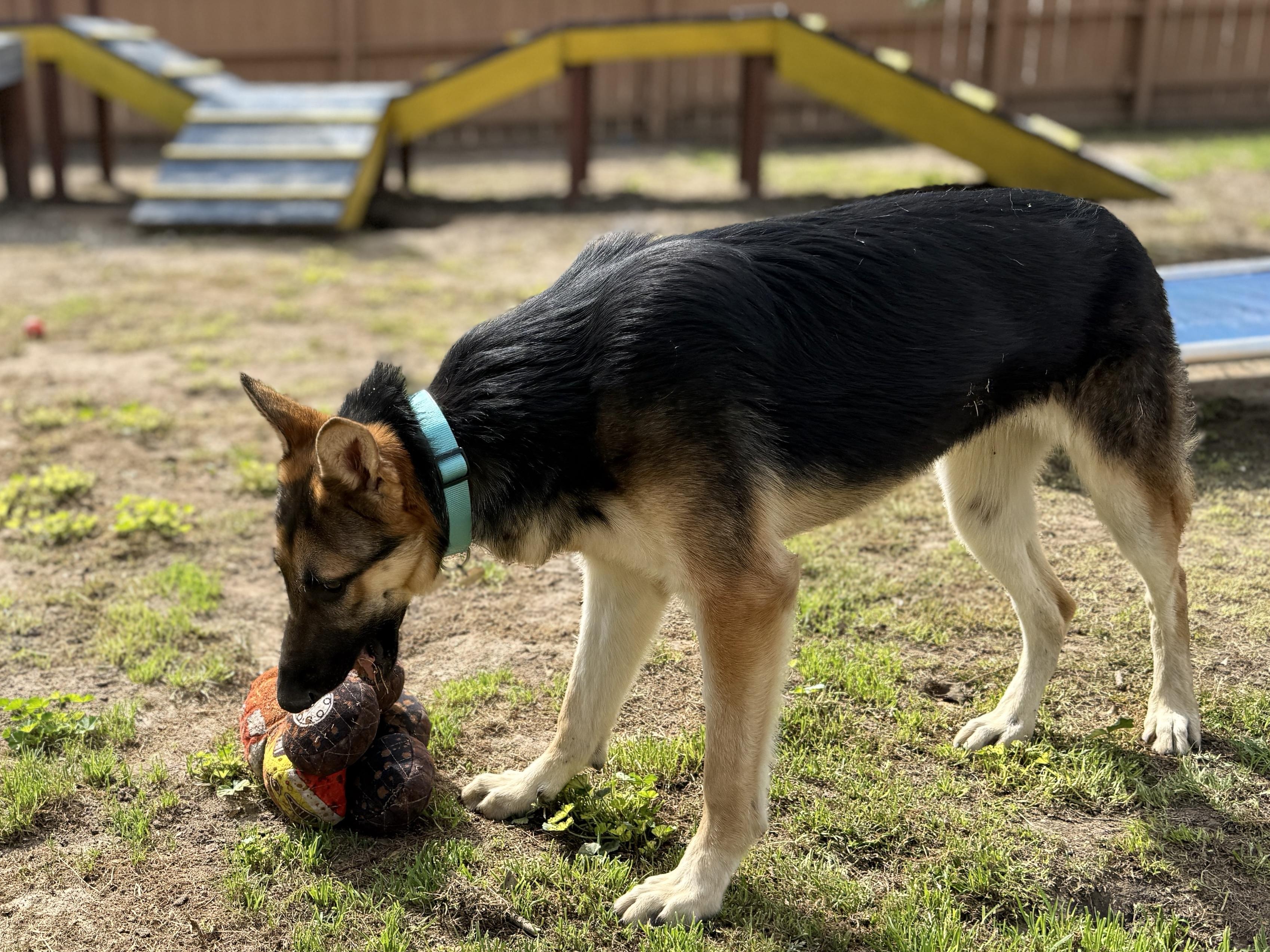 Enlarge Daphne, an adopted German Shepherd Dog in San Diego, CA image 4/4