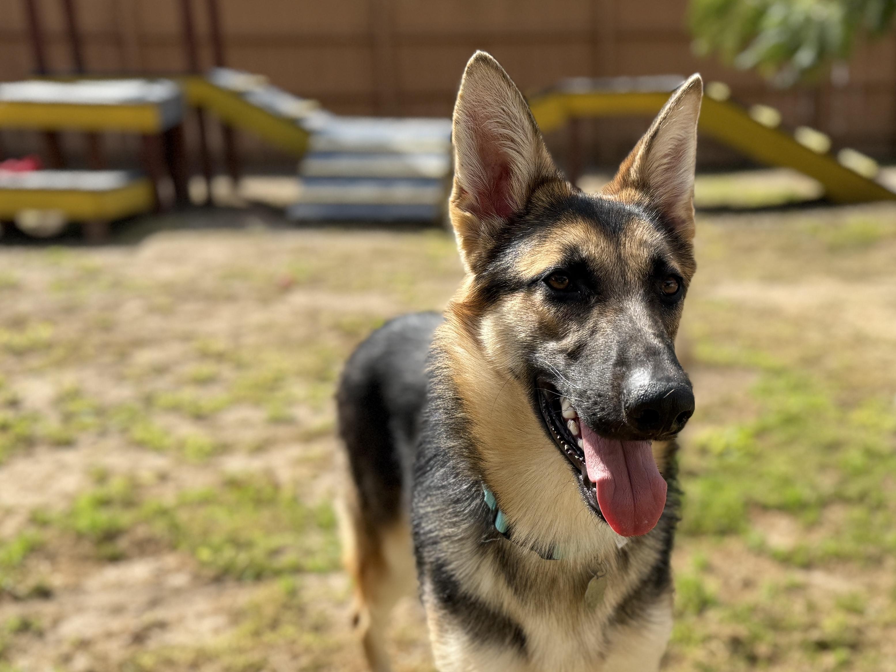 Enlarge Daphne, an adopted German Shepherd Dog in San Diego, CA image 1/4