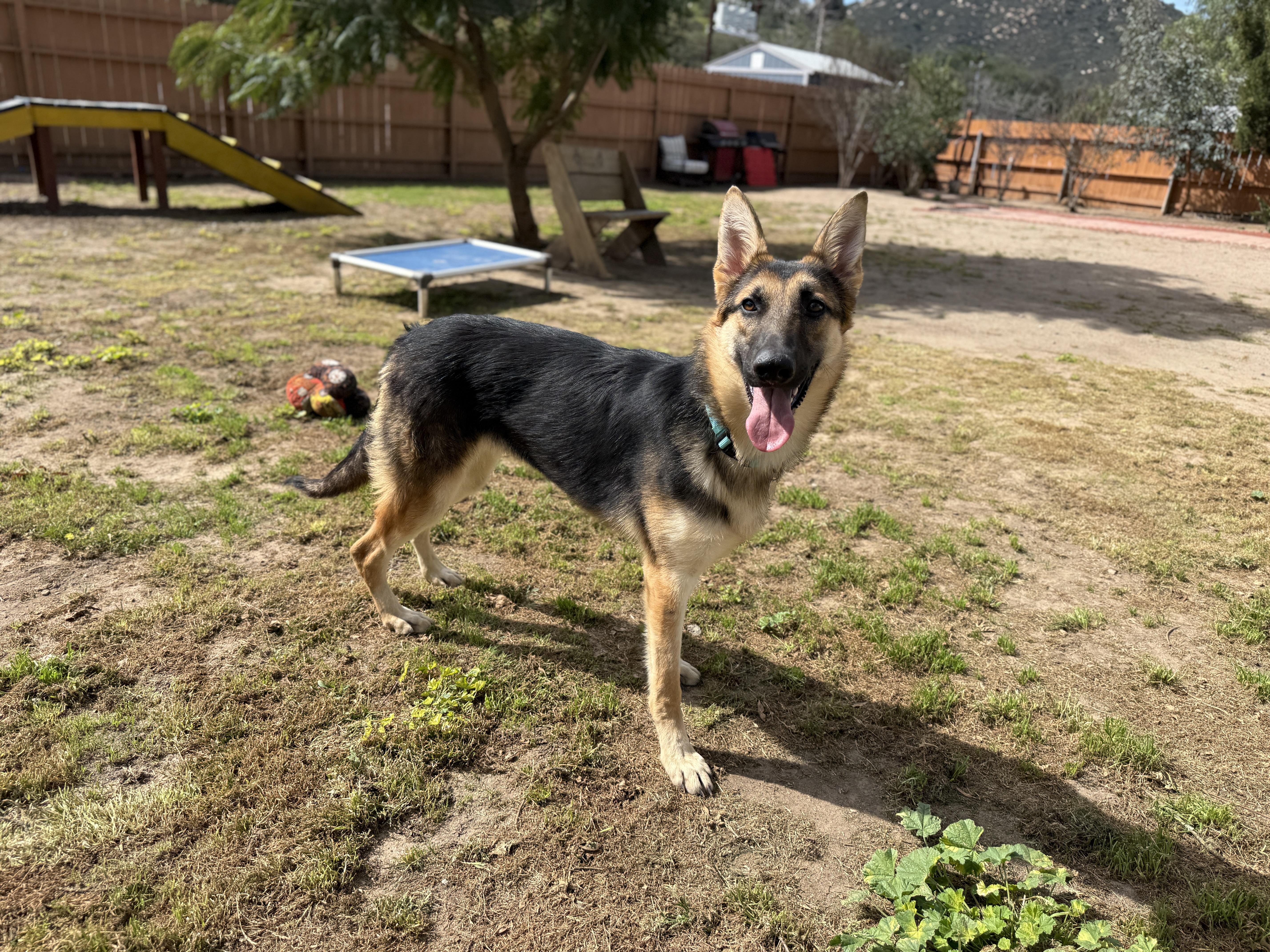 Enlarge Daphne, an adopted German Shepherd Dog in San Diego, CA image 2/4