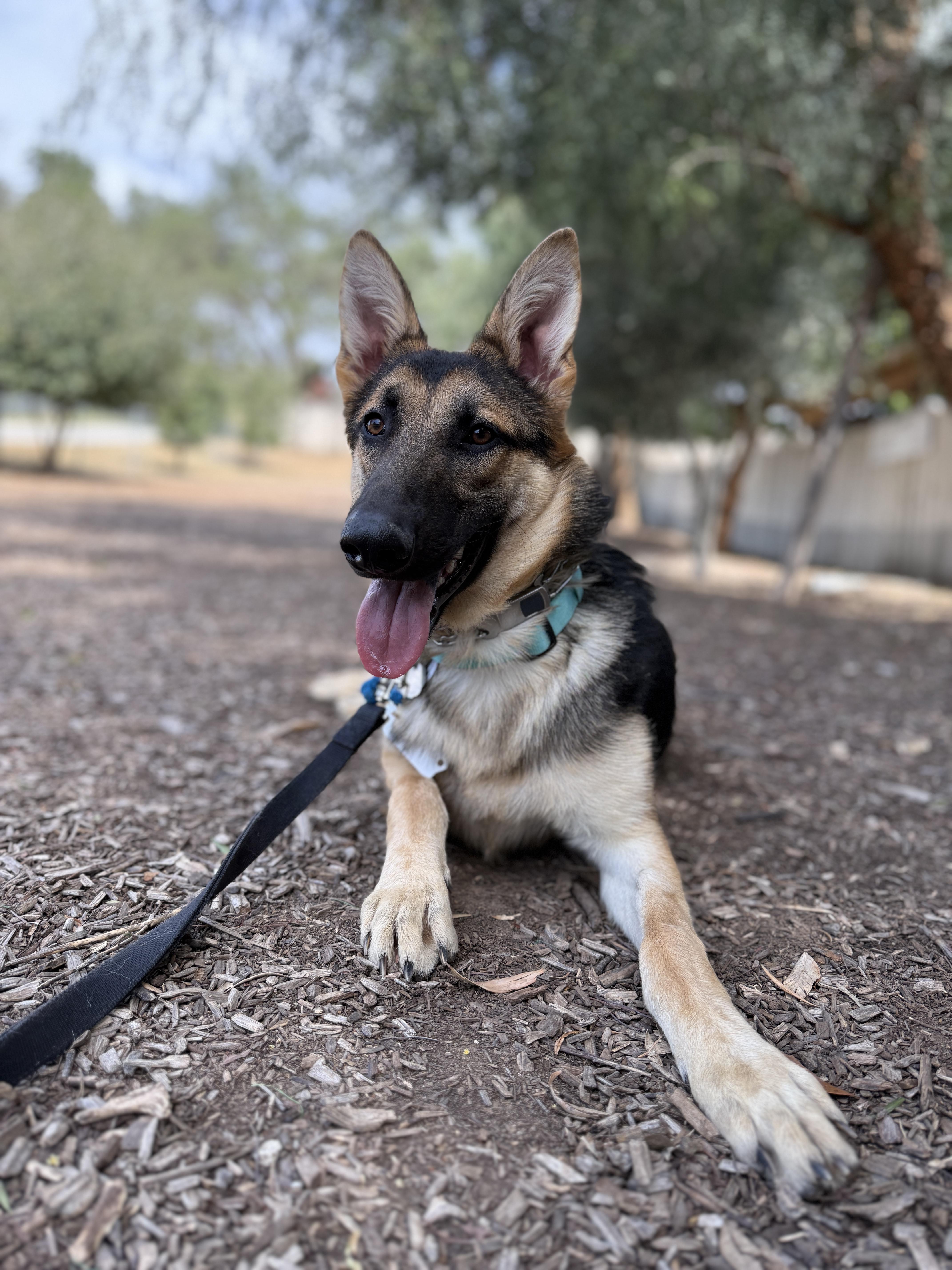 Enlarge Daphne, an adopted German Shepherd Dog in San Diego, CA image 3/4