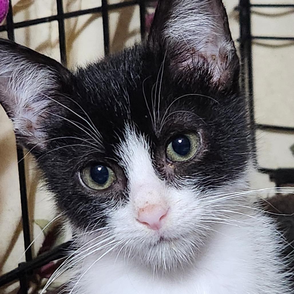 Enlarge Tate K45609, a Adoptable Domestic Short Hair in Corsicana, TX image 1/4