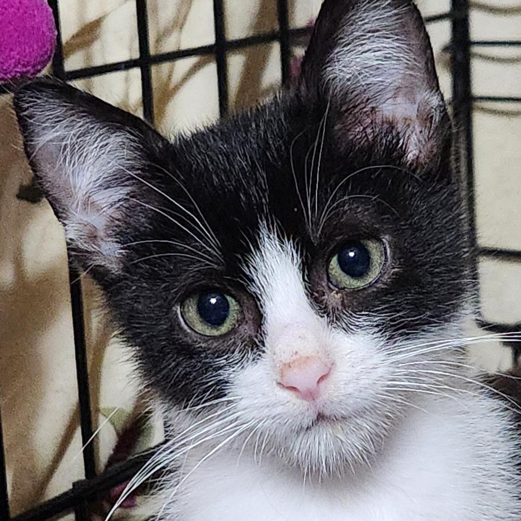 Enlarge Tate K45609, a Adoptable Domestic Short Hair in Corsicana, TX image 2/4