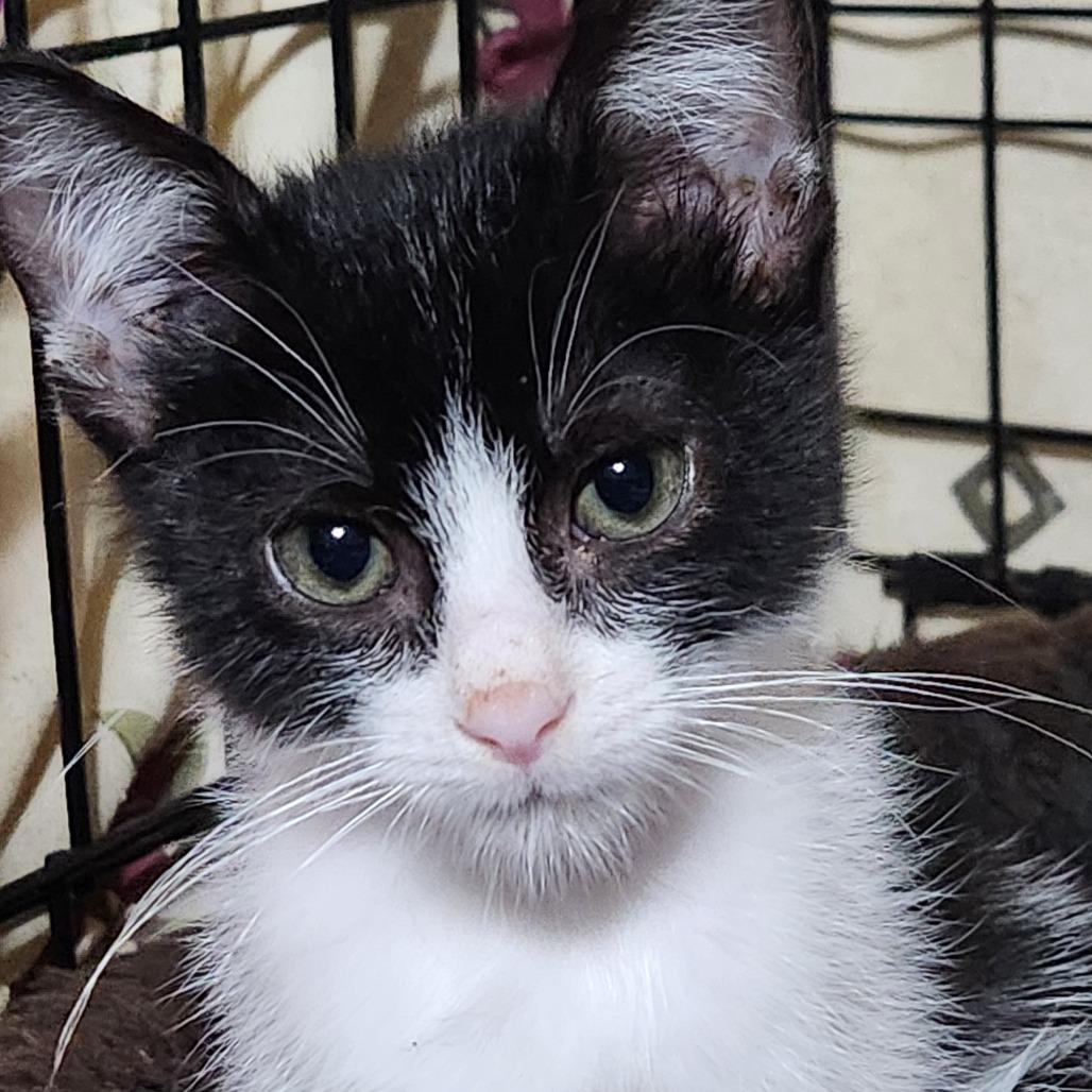 Enlarge Tate K45609, a Adoptable Domestic Short Hair in Corsicana, TX image 4/4