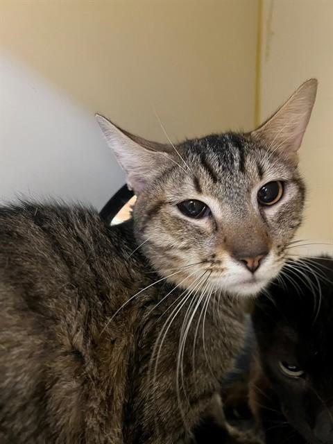 Enlarge HARRY, a Adoptable Domestic Short Hair in Blythe, CA image 1/1