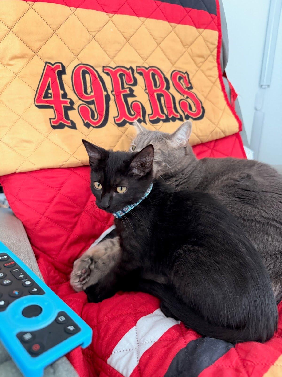 Margaret, Adopted, Kitten Female Domestic Short Hair.