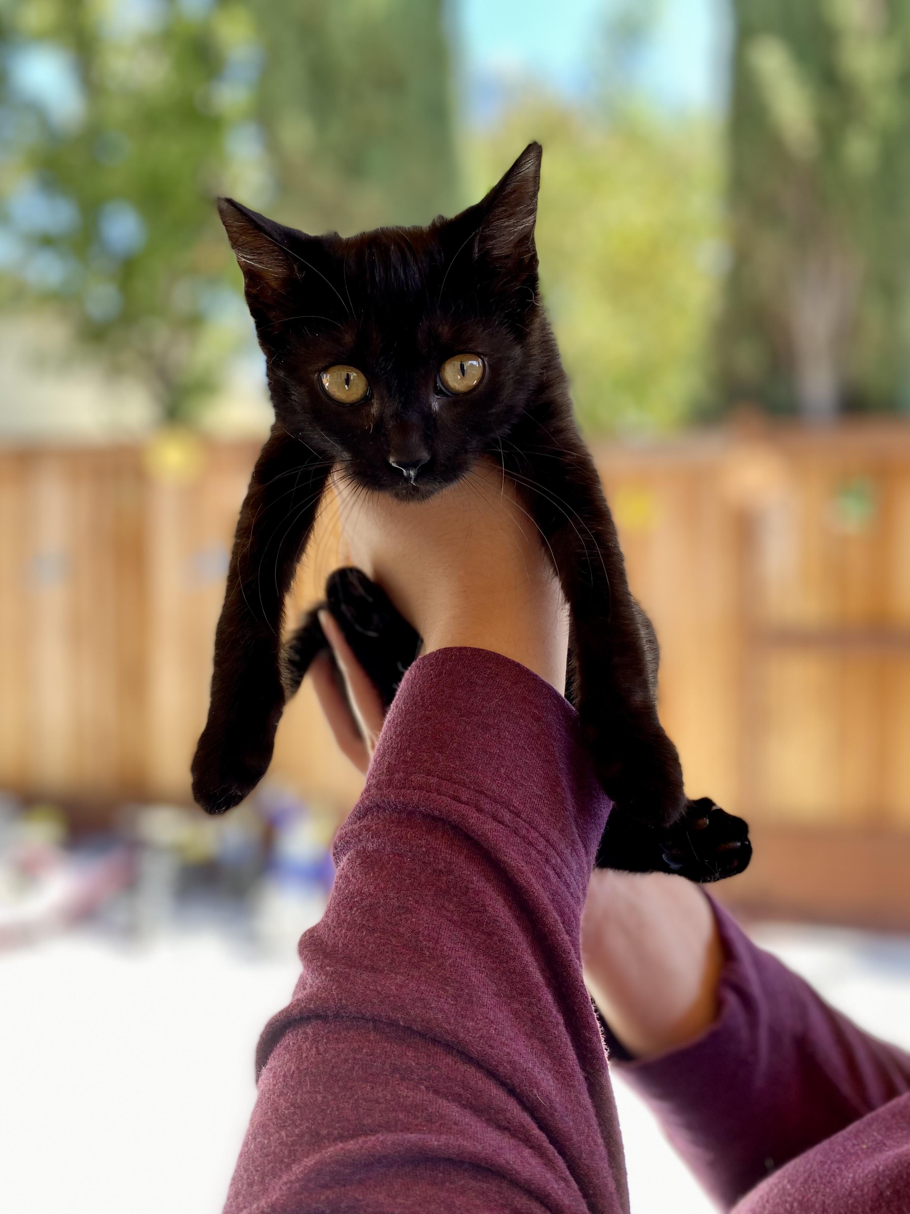 Enlarge Margaret, a Adopted Domestic Short Hair in Elk Grove, CA image 3/4