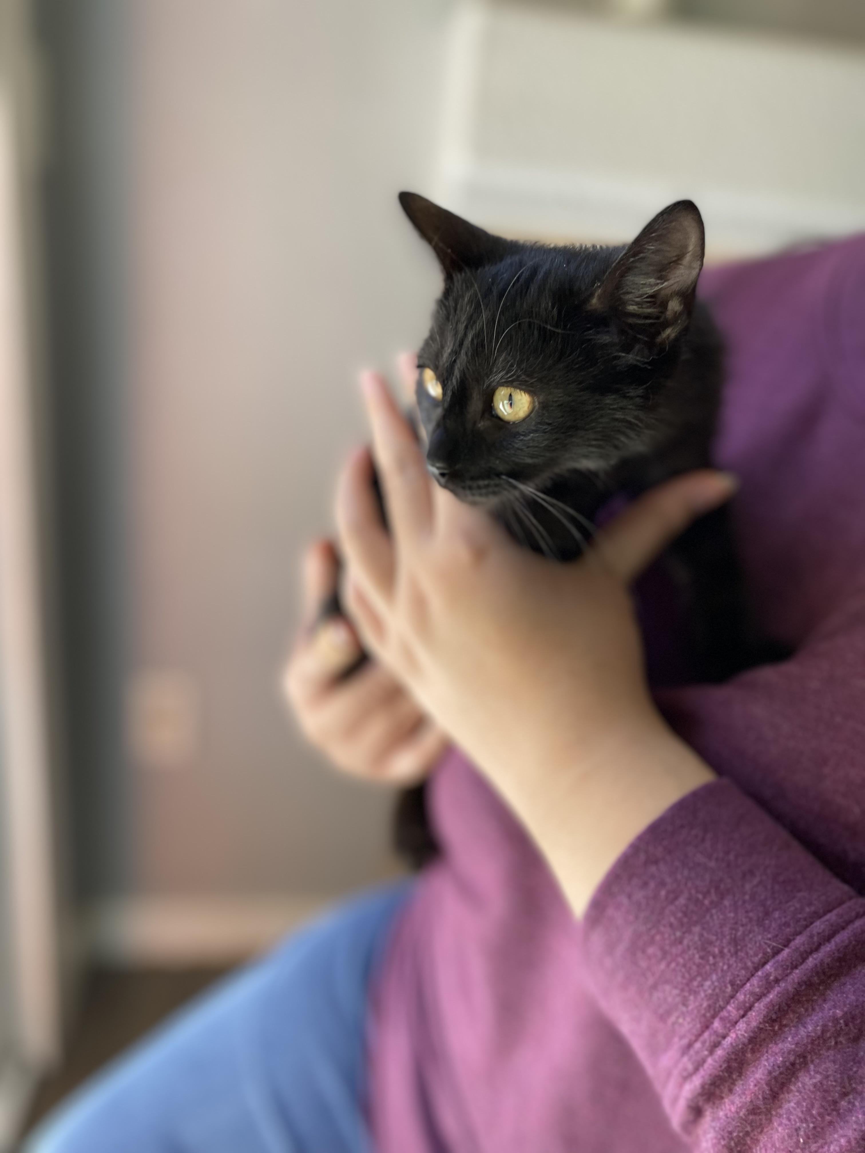 Enlarge Margaret, a Adopted Domestic Short Hair in Elk Grove, CA image 4/4