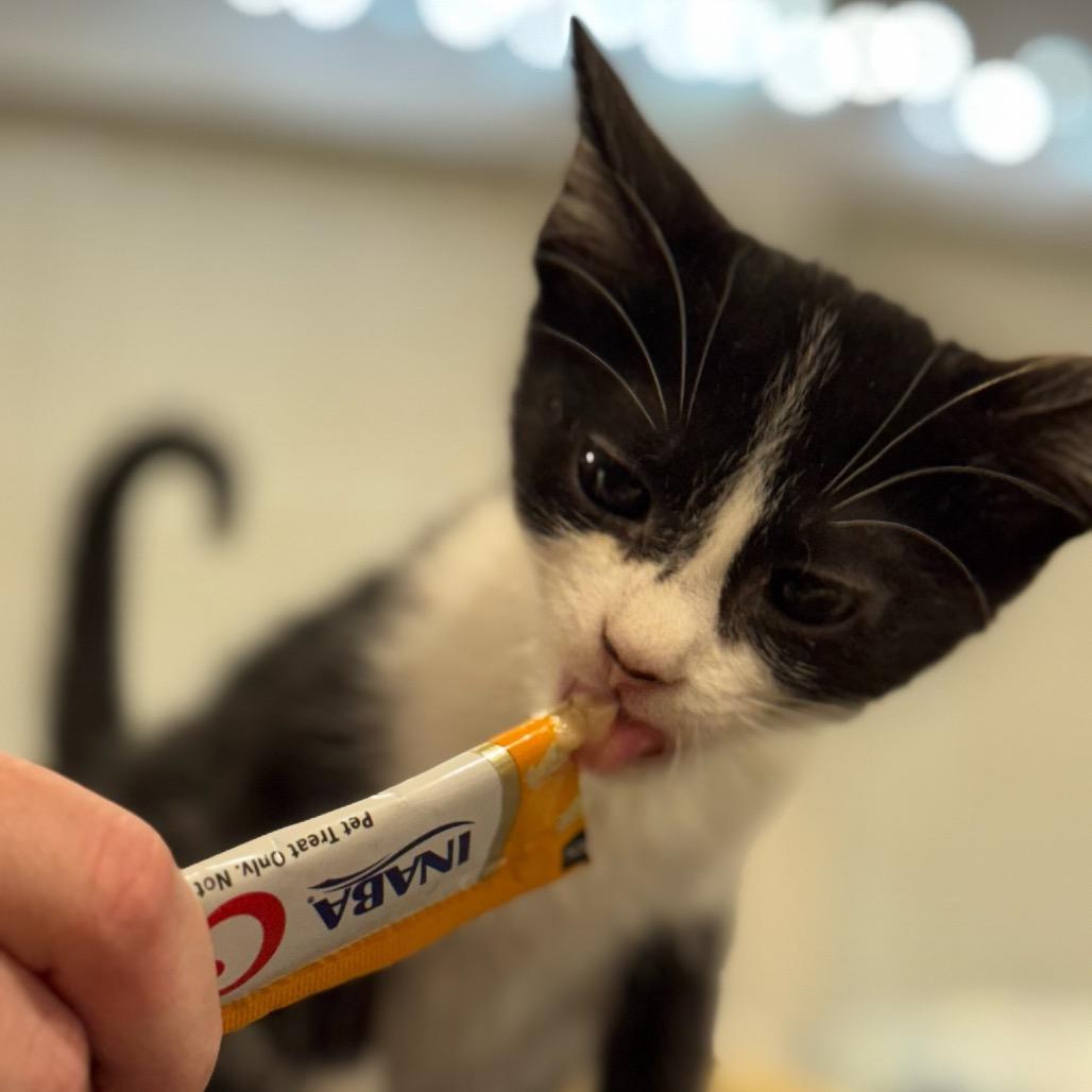 Annie, Adoptable, Kitten Female Domestic Short Hair.