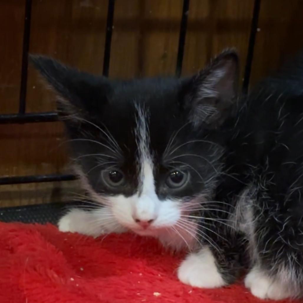 Enlarge Annie, a Adoptable Domestic Short Hair in Katy, TX image 2/5