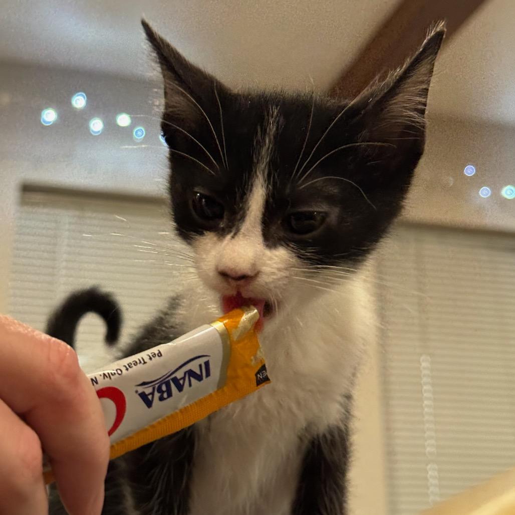 Enlarge Annie, a Adoptable Domestic Short Hair in Katy, TX image 3/5