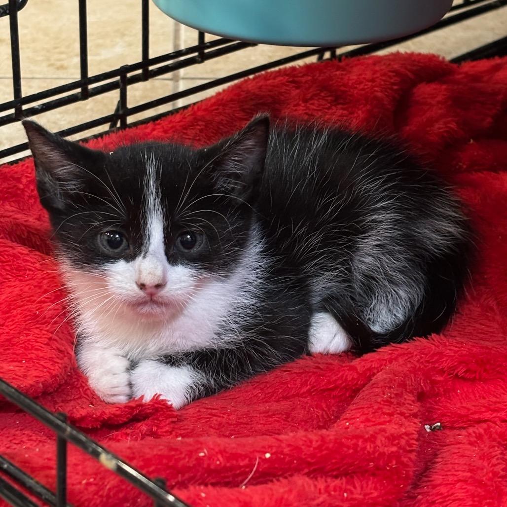 Enlarge Annie, a Adoptable Domestic Short Hair in Katy, TX image 4/5