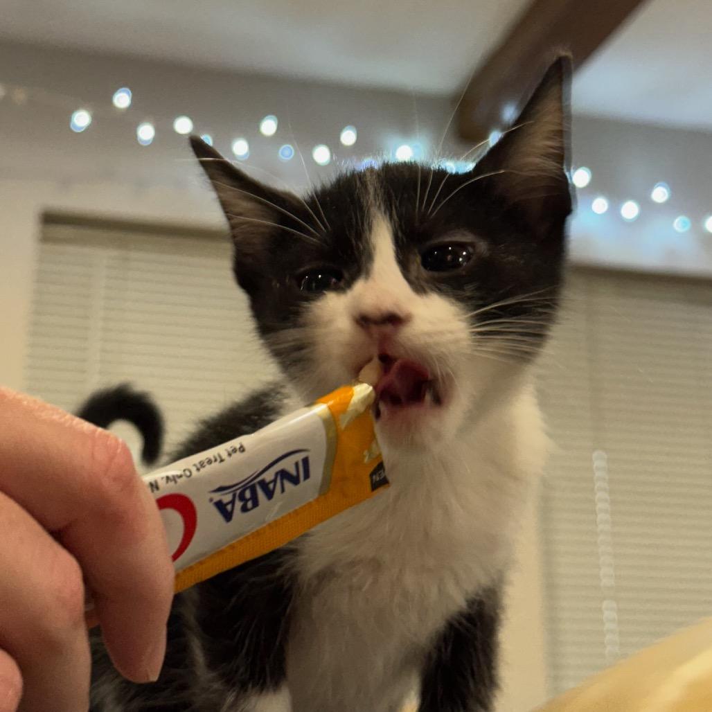 Enlarge Annie, a Adoptable Domestic Short Hair in Katy, TX image 5/5