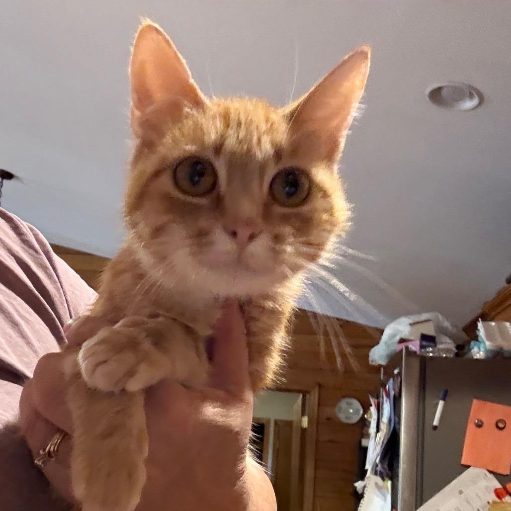 Enlarge Unicorn (mother), a Adoptable Domestic Short Hair in Granby, MO image 1/1