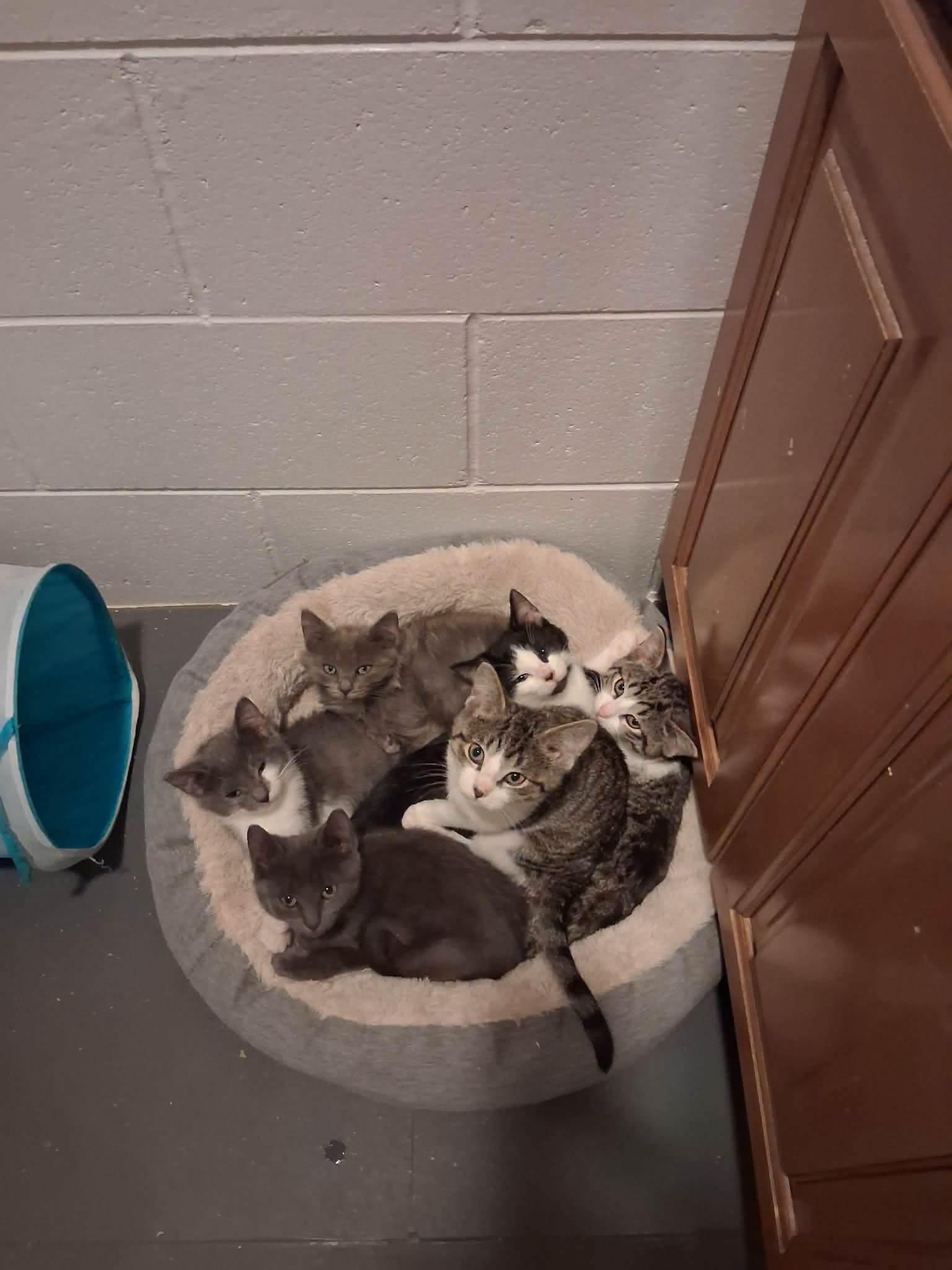 6 bathroom kittens, ADOPTABLE, Young Female Domestic Short Hair.