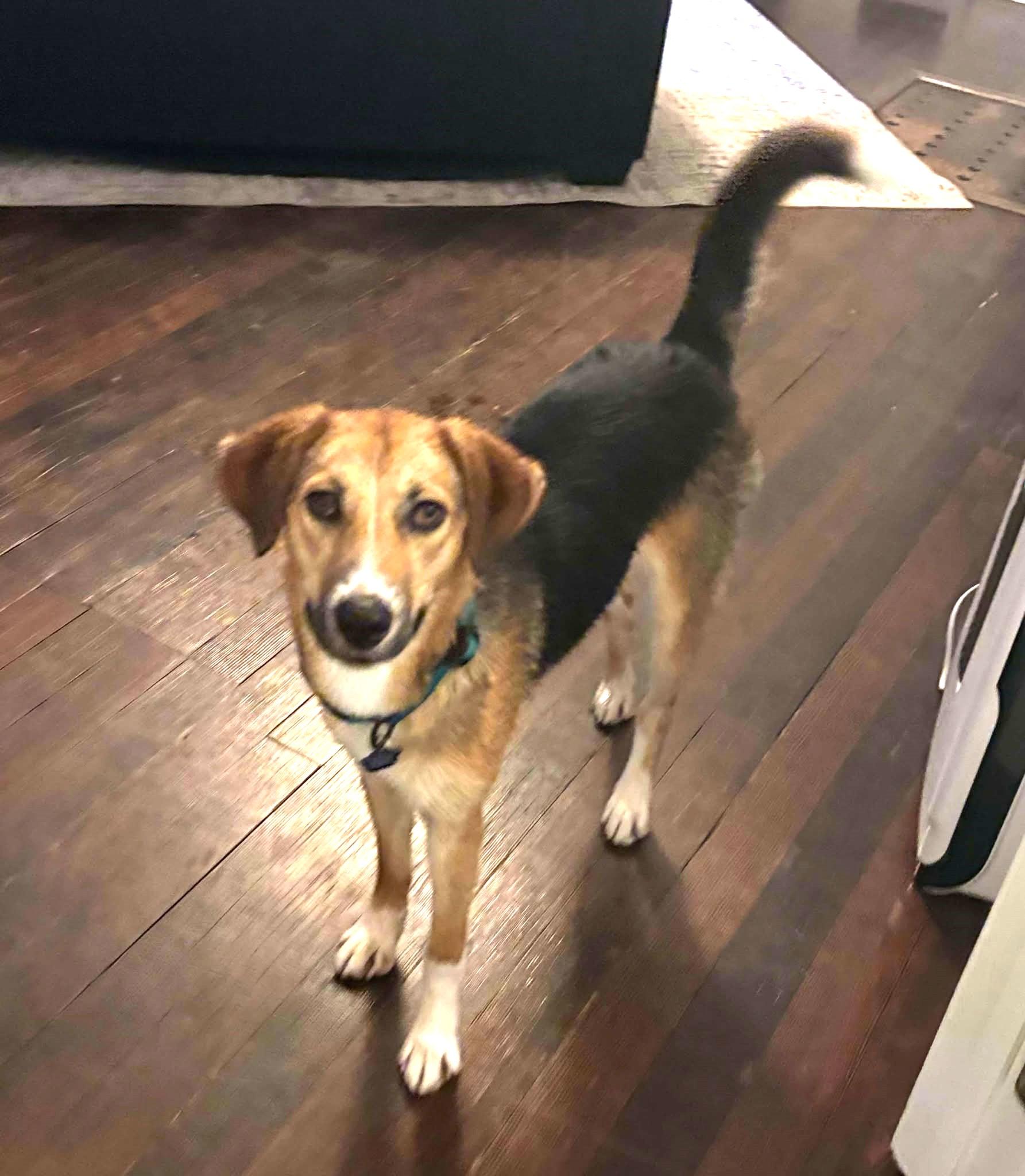 Penelope, Adoptable, Young Female Beagle & Shepherd.