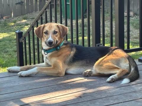 Penelope, a Adoptable mixed breed in Lewiston, ID image 2/2