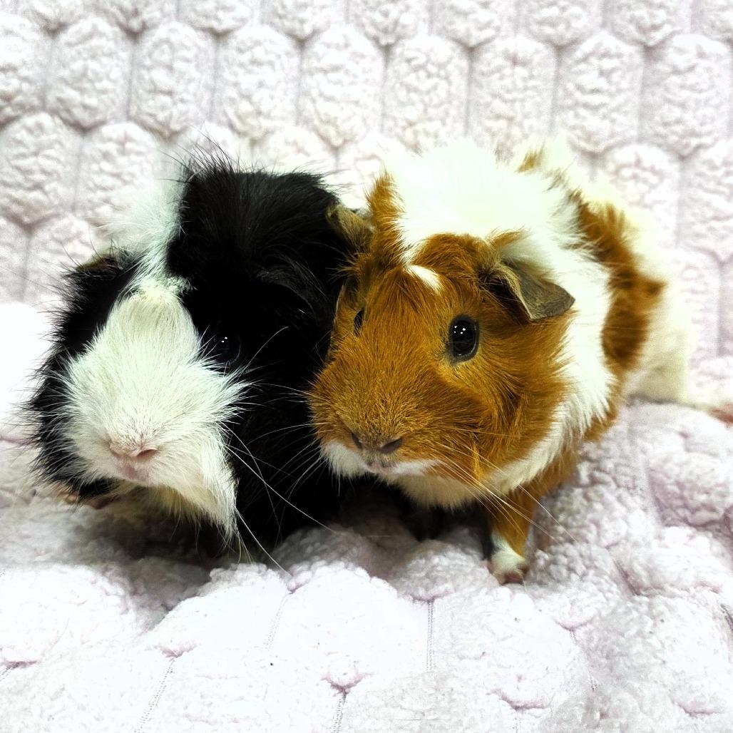 Snowflake, Adoptable, Adult Female Guinea Pig.