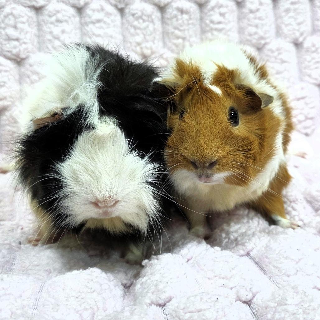 Enlarge Snowflake, a Adoptable Guinea Pig in Michigan City, IN image 2/5