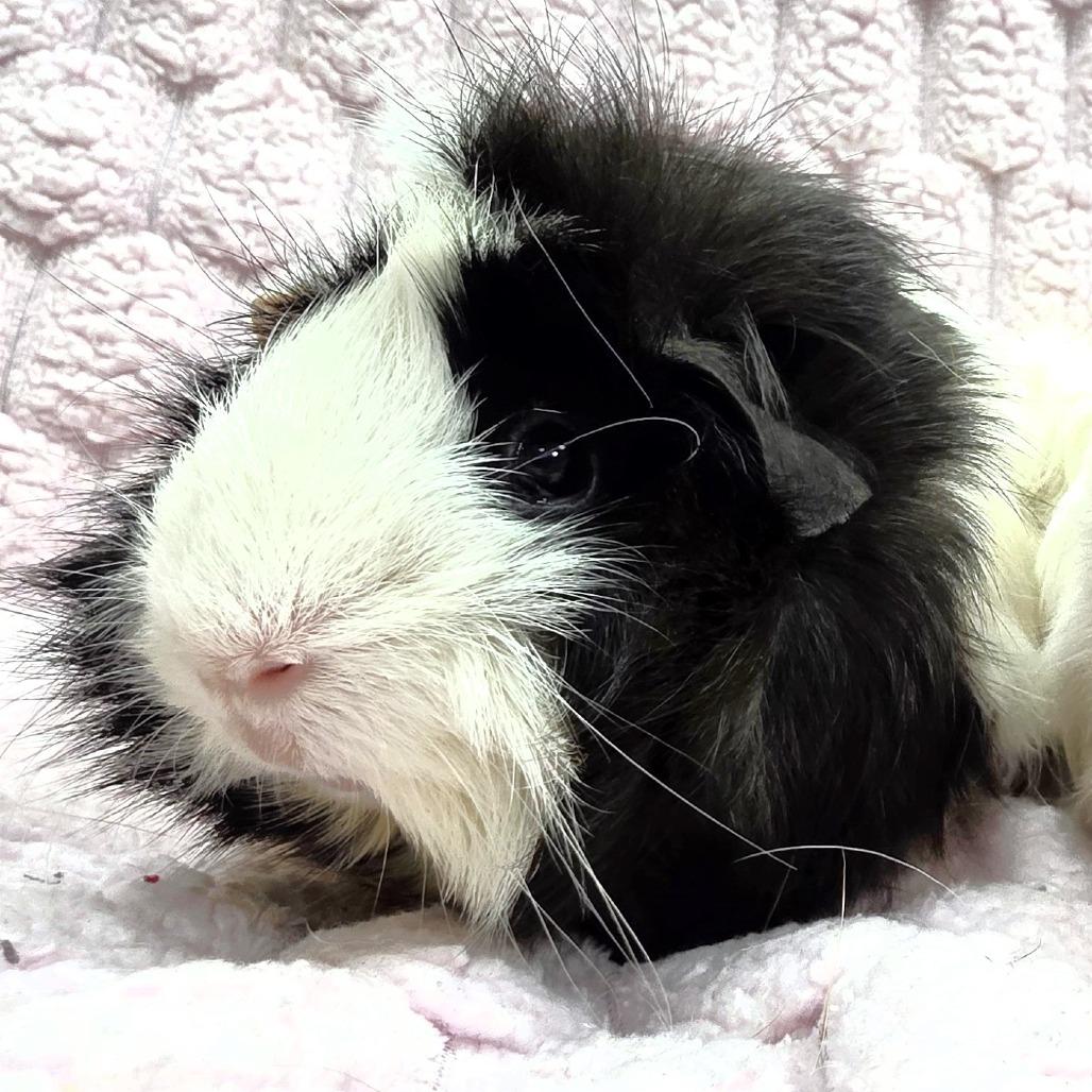 Enlarge Snowflake, a Adoptable Guinea Pig in Michigan City, IN image 3/5