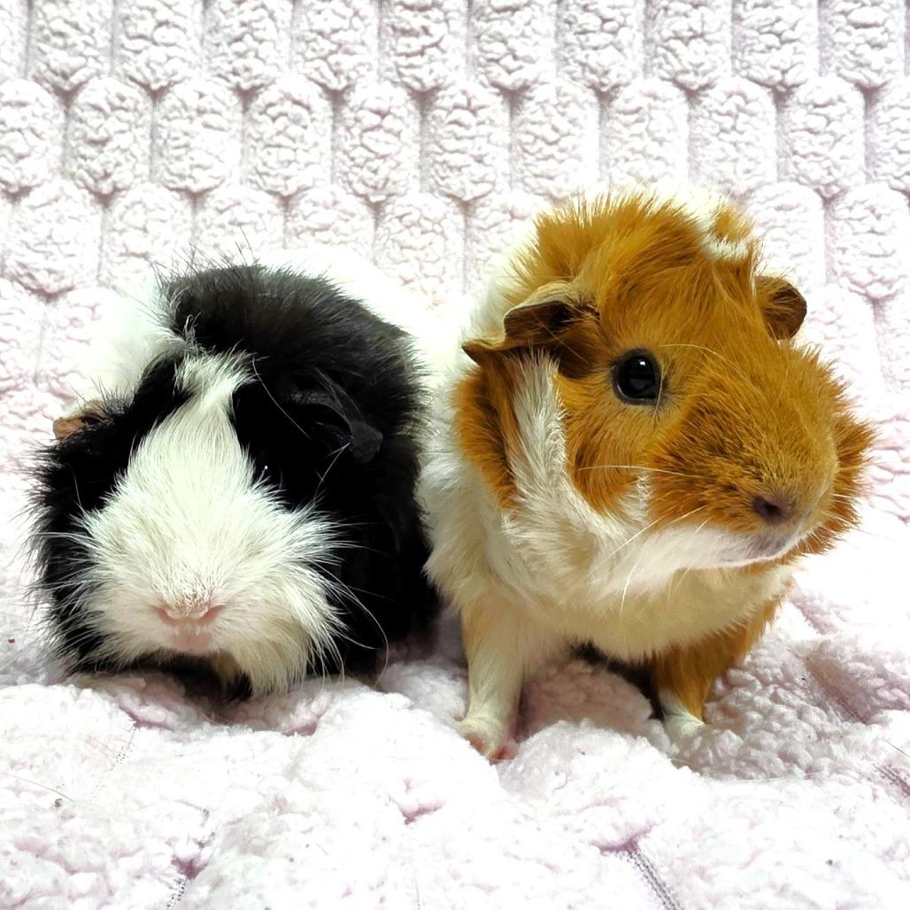 Enlarge Snowflake, a Adoptable Guinea Pig in Michigan City, IN image 4/5