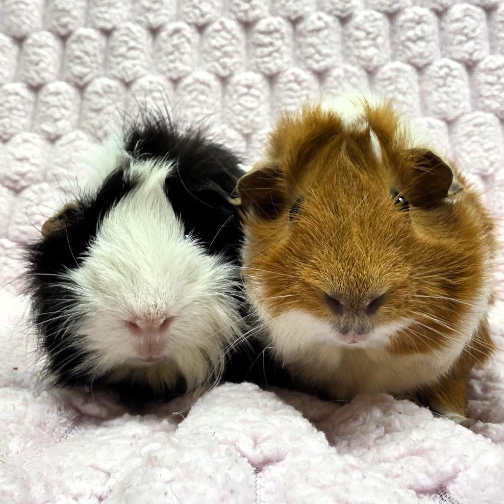 Enlarge Snowflake, a Adoptable Guinea Pig in Michigan City, IN image 5/5