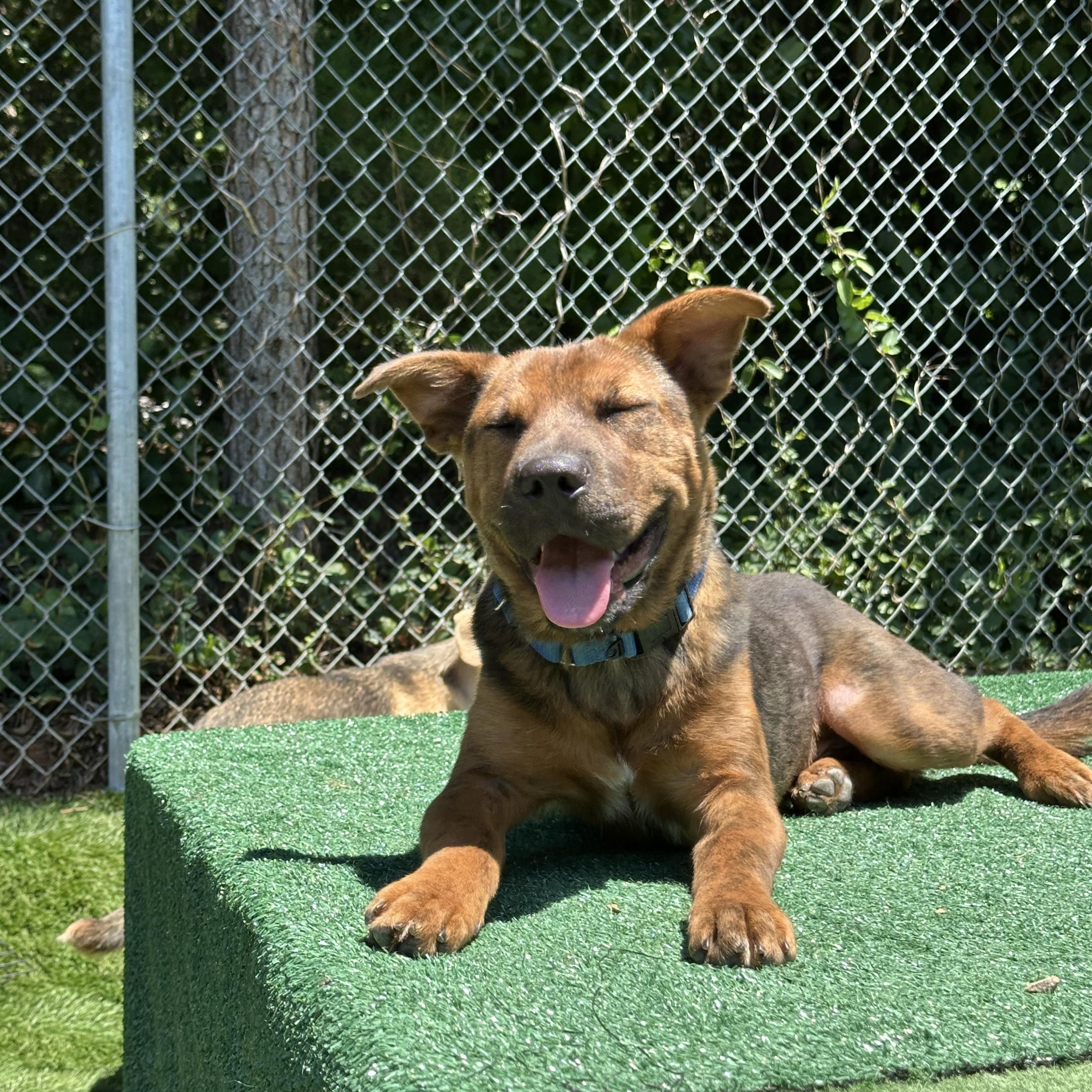 Enlarge Torque, a ADOPTABLE mixed breed in Charlotte, NC image 2/4