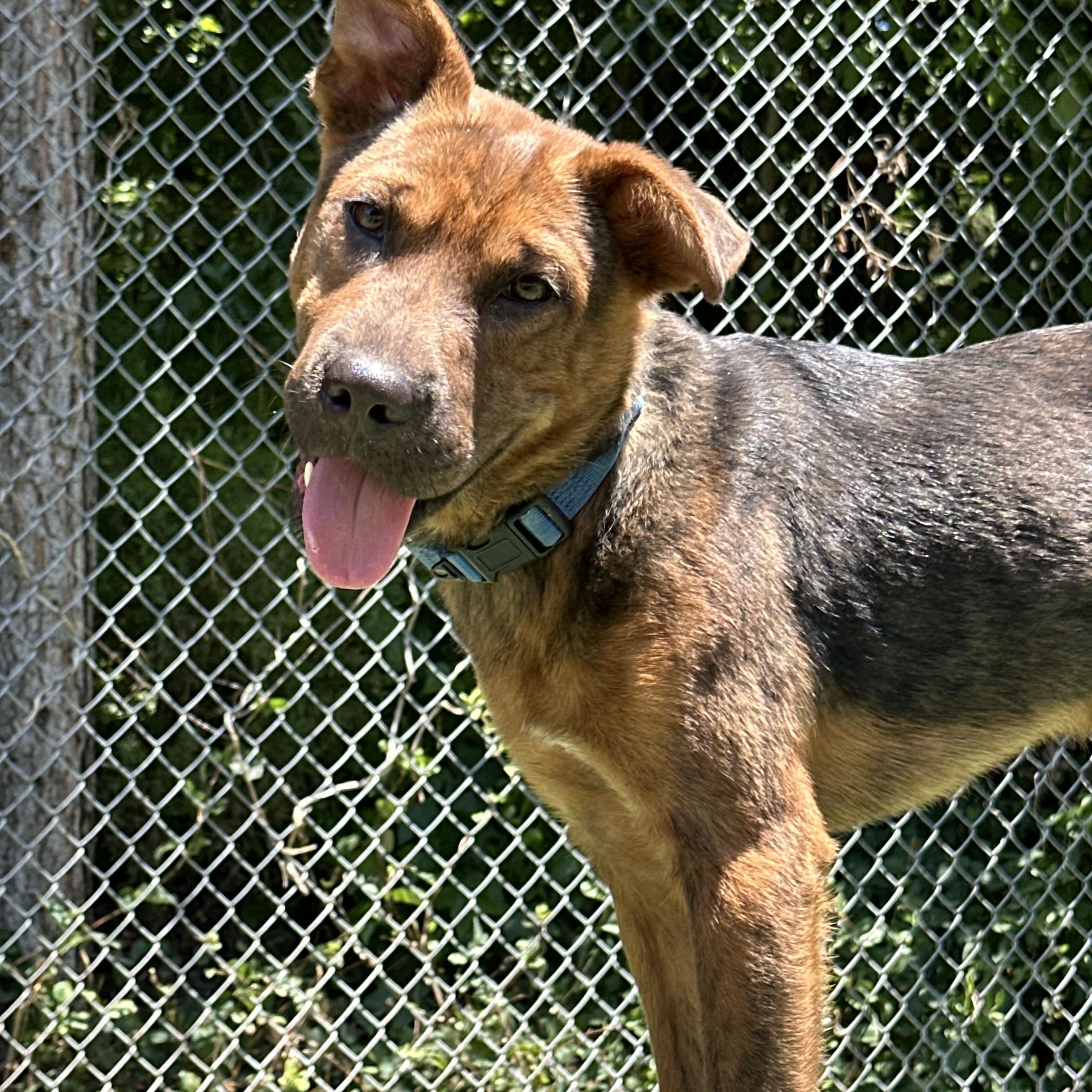 Enlarge Torque, a ADOPTABLE mixed breed in Charlotte, NC image 4/4