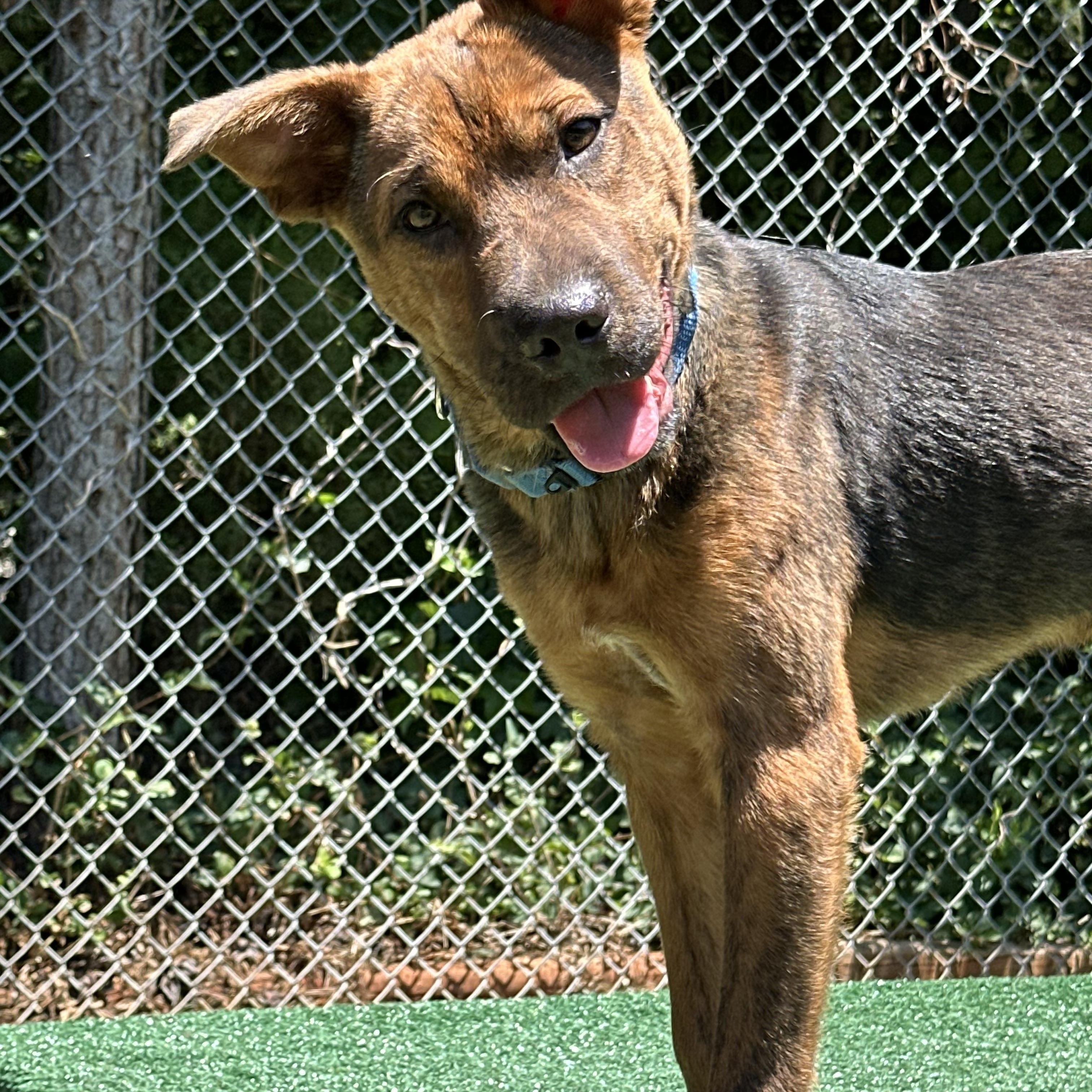 Torque, ADOPTABLE, Puppy Male Shar-Pei & German Shepherd Dog.