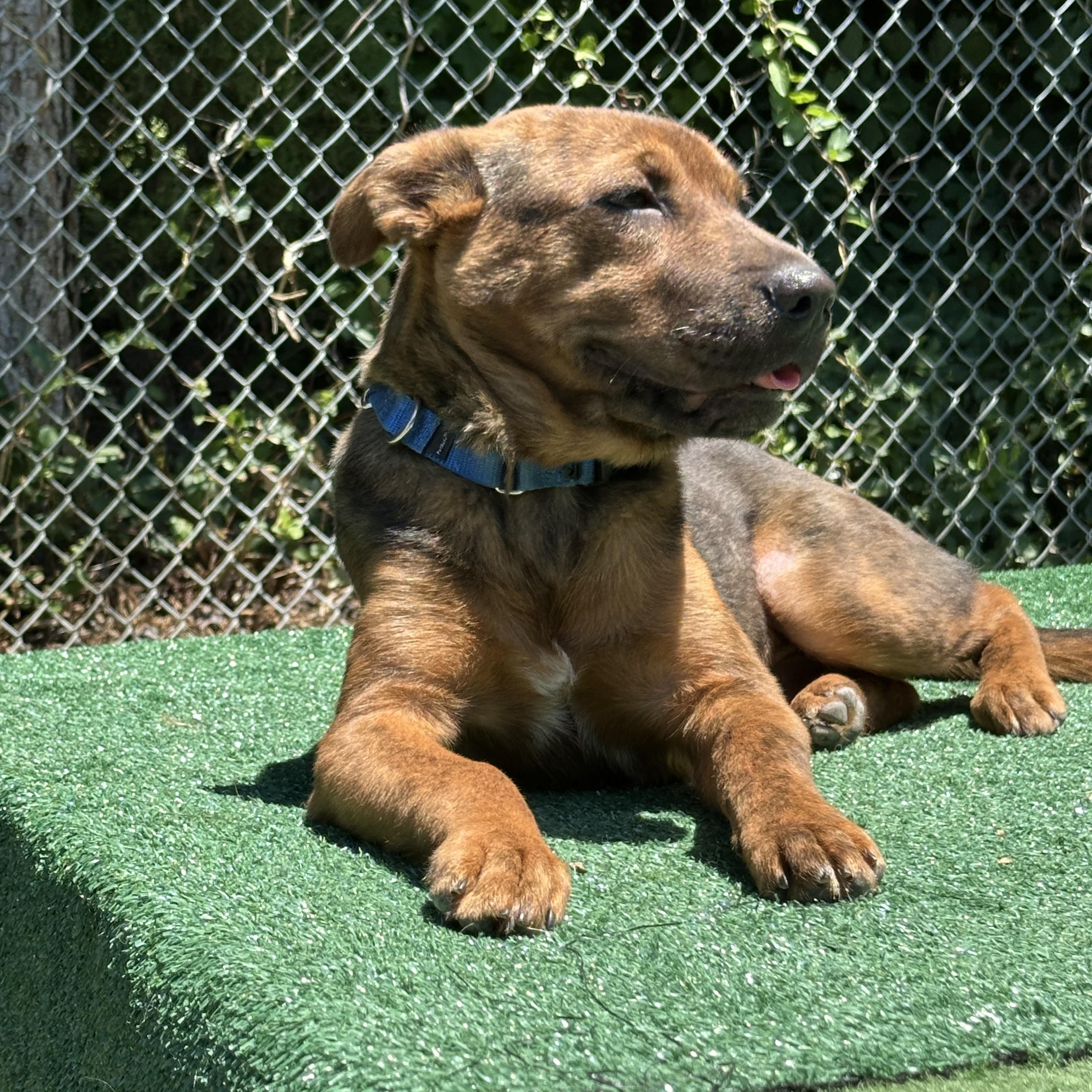 Enlarge Torque, a ADOPTABLE mixed breed in Charlotte, NC image 3/4