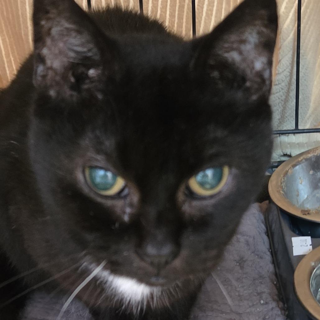 Momma Cat (MC), Adoptable, Senior Female Domestic Short Hair.