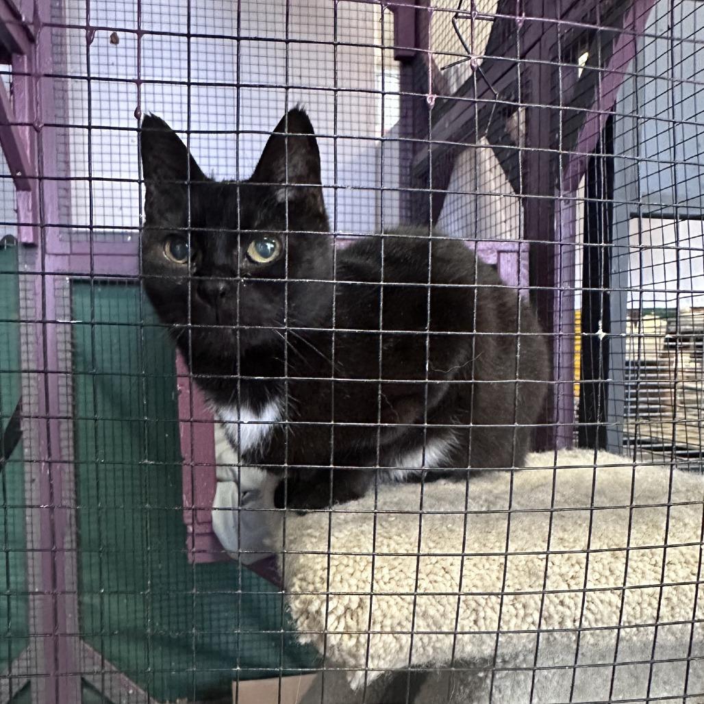 Enlarge Momma Cat (MC), a Adoptable Domestic Short Hair in Branson, MO image 2/4