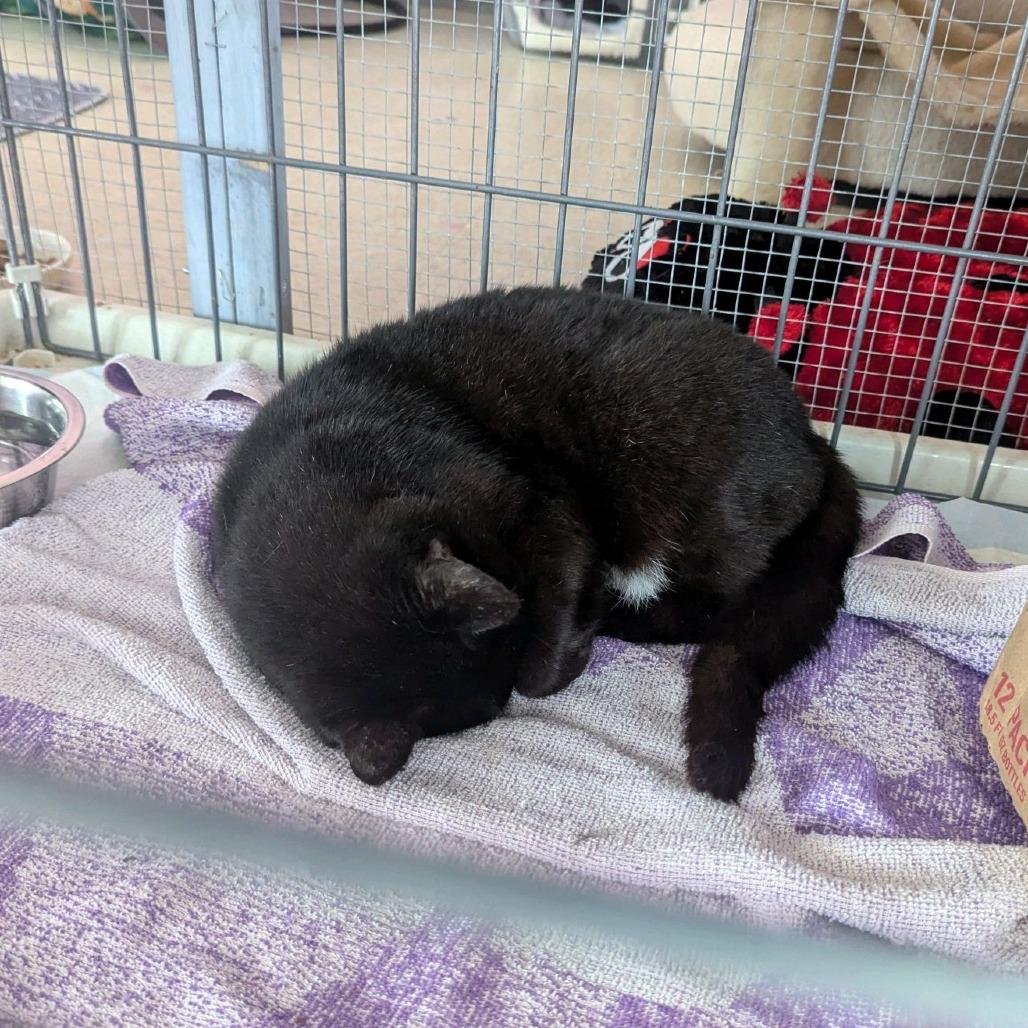 Enlarge Momma Cat (MC), a Adoptable Domestic Short Hair in Branson, MO image 3/4