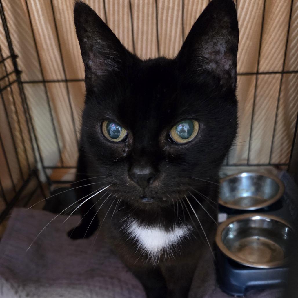 Enlarge Momma Cat (MC), a Adoptable Domestic Short Hair in Branson, MO image 4/4