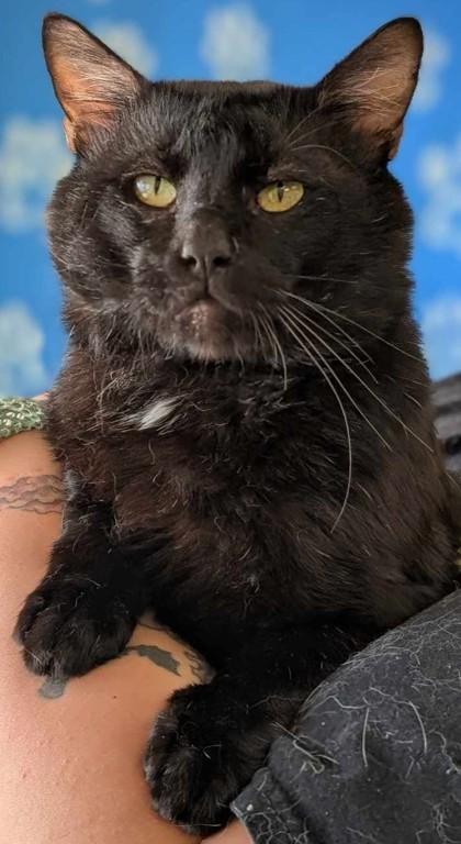 Lazlo, Adoptable, Adult Male Domestic Short Hair & Domestic Short Hair.