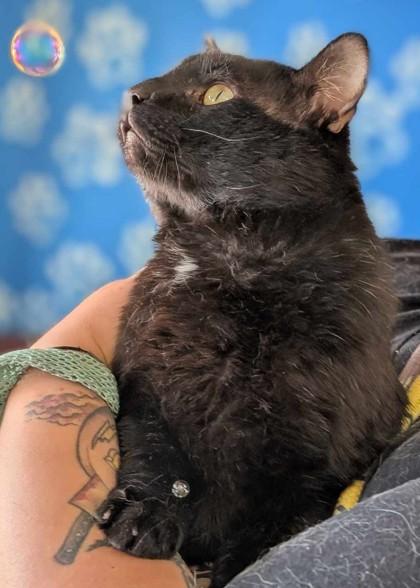 Lazlo, a Adoptable Domestic Short Hair image 2/3