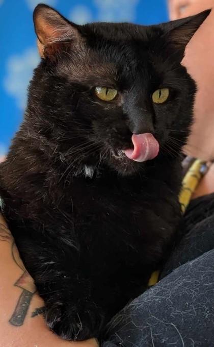 Lazlo, a Adoptable Domestic Short Hair image 3/3