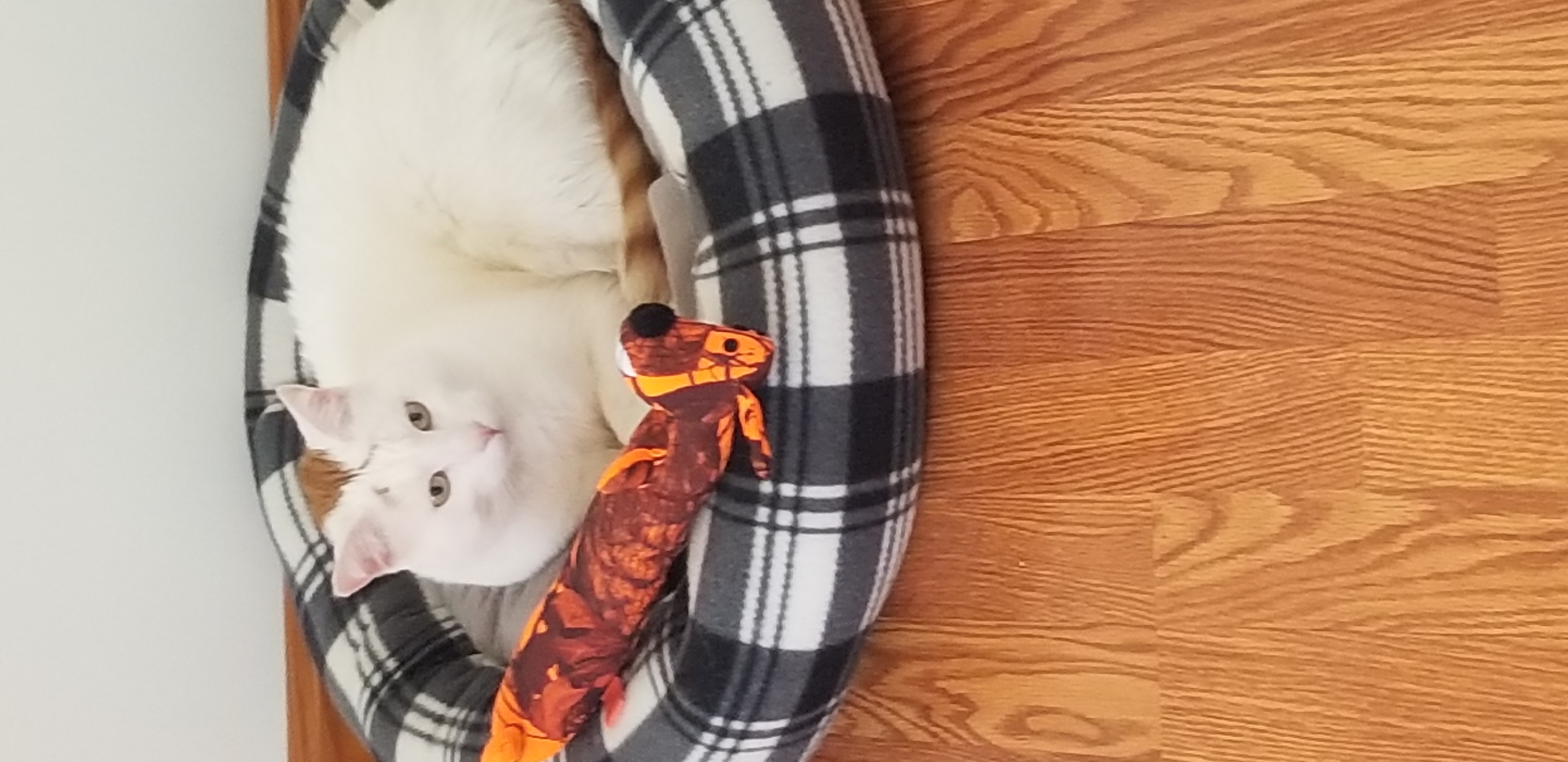 BON, Adoptable, Adult Male Turkish Van.