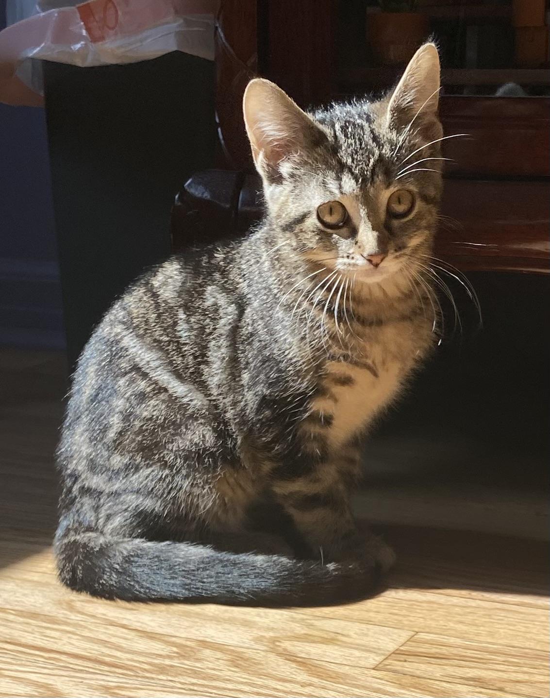Enlarge Walnut, a ADOPTABLE Domestic Short Hair in Port Washington, WI image 1/3