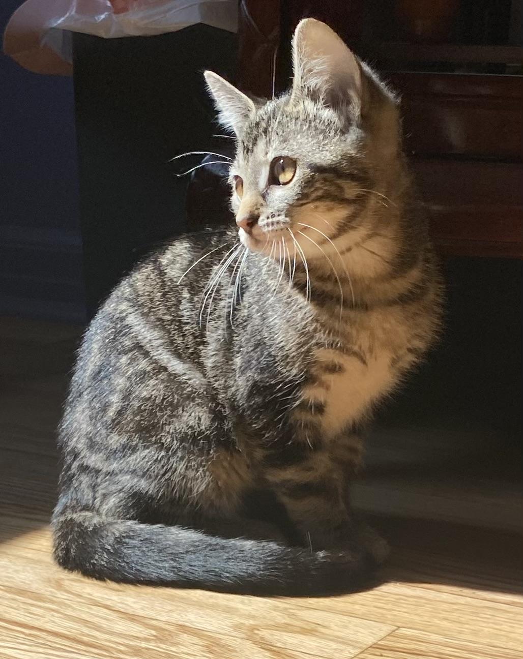 Enlarge Walnut, a ADOPTABLE Domestic Short Hair in Port Washington, WI image 2/3