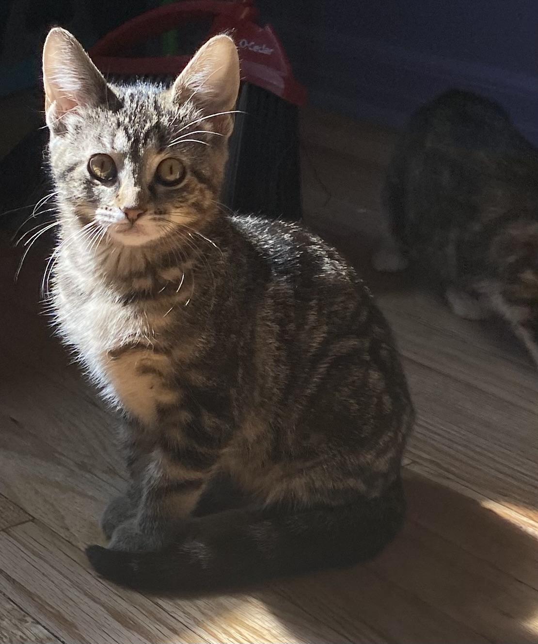 Enlarge Walnut, a ADOPTABLE Domestic Short Hair in Port Washington, WI image 3/3