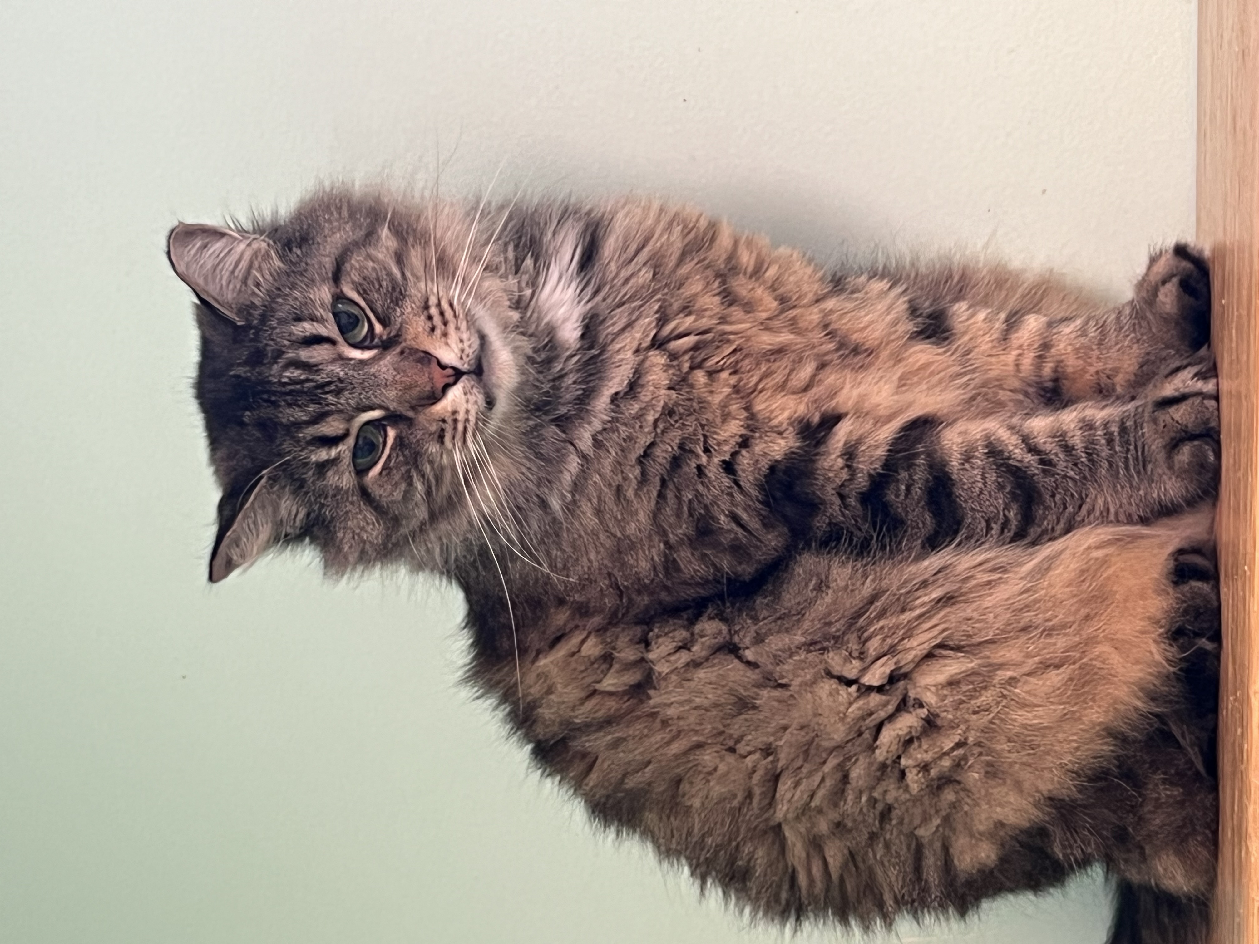 Hercules, Adoptable, Adult Male Domestic Medium Hair.