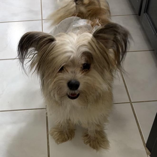 Enlarge Pirate, a Adoptable mixed breed in Omaha, NE image 3/4