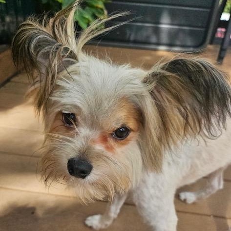 Enlarge Pirate, a Adoptable mixed breed in Omaha, NE image 2/4