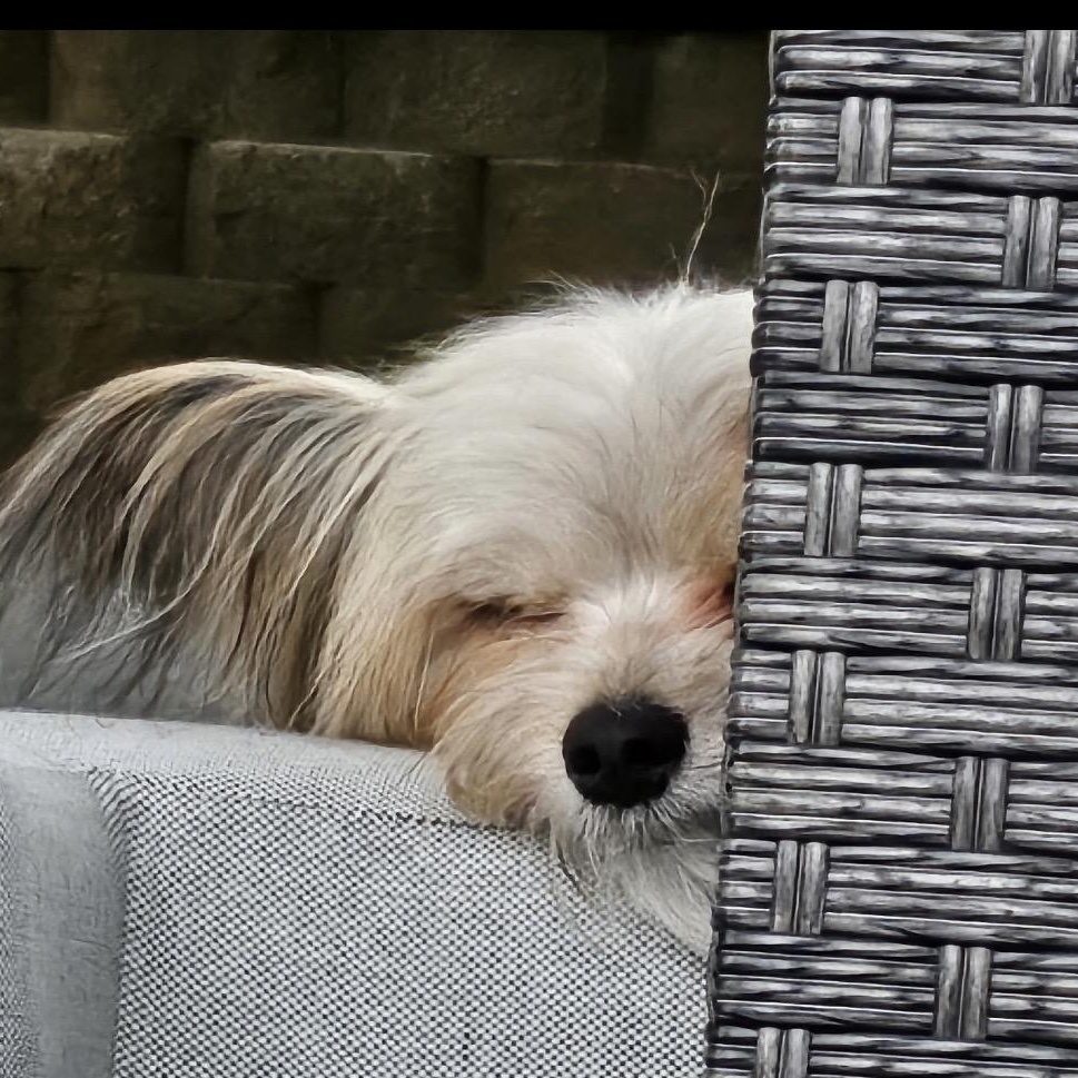 Pirate, Adoptable, Adult Male Maltese & Pomeranian.